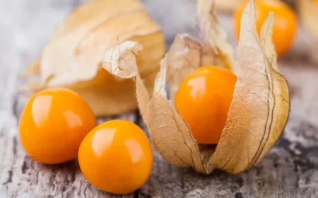 orange fruechte kapstachelbeere in huellen