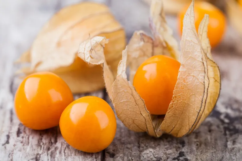 orange fruechte kapstachelbeere in huellen