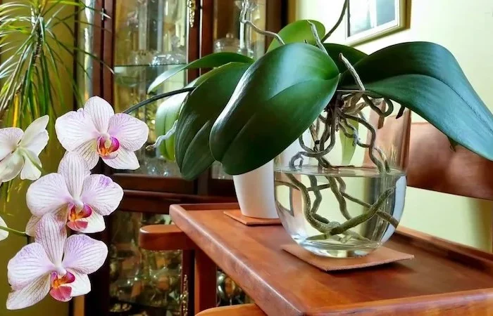 orchideen wieder zum bluehen bringen ist sehr einfach