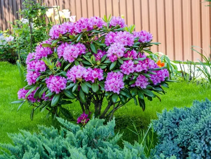 rhododendronzikaden bekaempfen wie kann man zikaden bekaempfen lila busche rhododendron imgarten