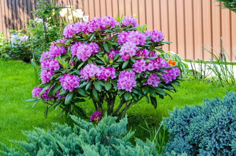 rhododendronzikaden bekaempfen wie kann man zikaden bekaempfen lila busche rhododendron imgarten
