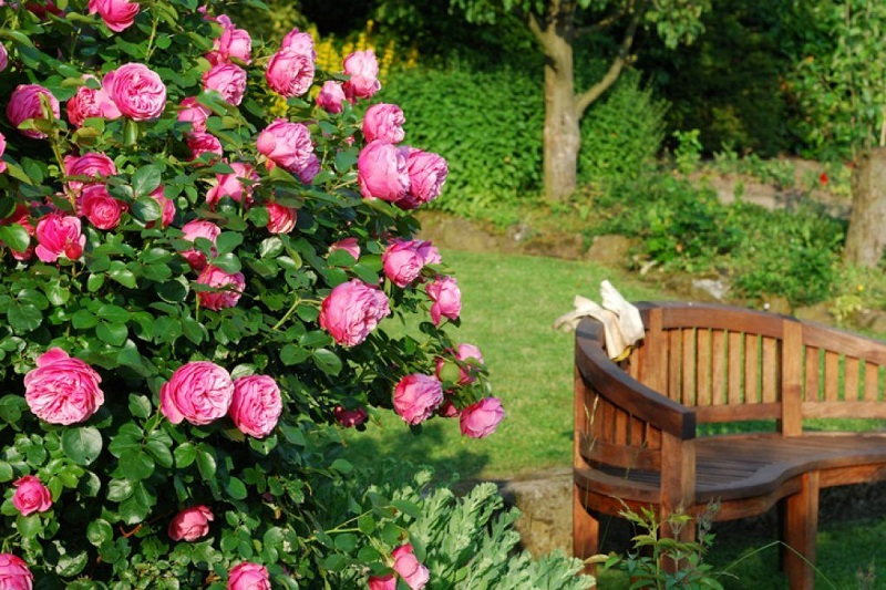 rosenpflege im august herbst und winter