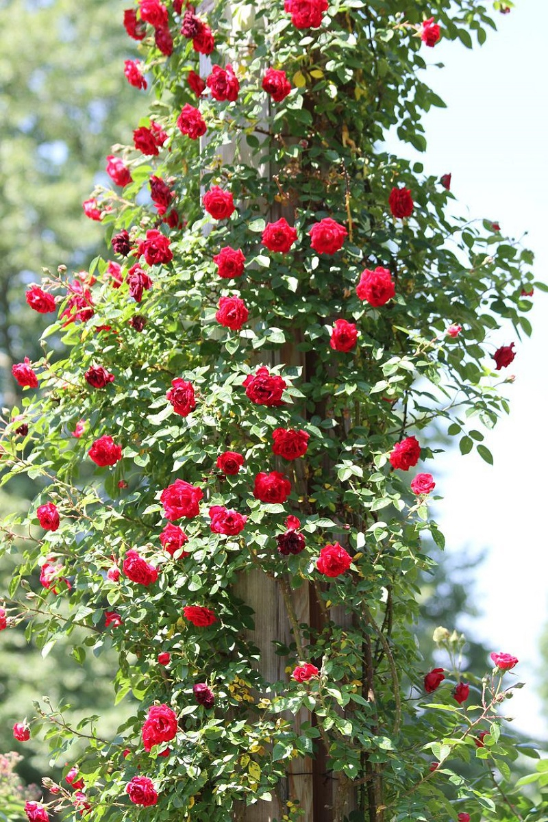 rosenstrauch kletterrose in rot