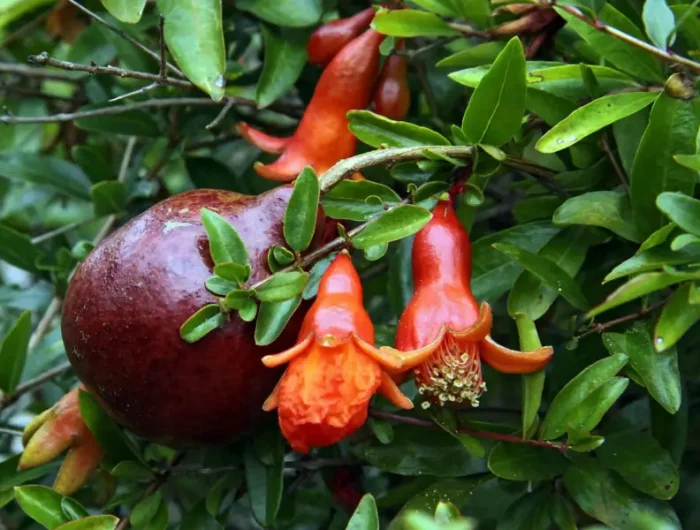 sind die kerne vom granatapfel hart granatapfelbaum pflege und giessen granatapfel bluete in orangenrot reife fruechte