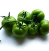 sind gruene tomaten essbar grossaufnahme von tomaten