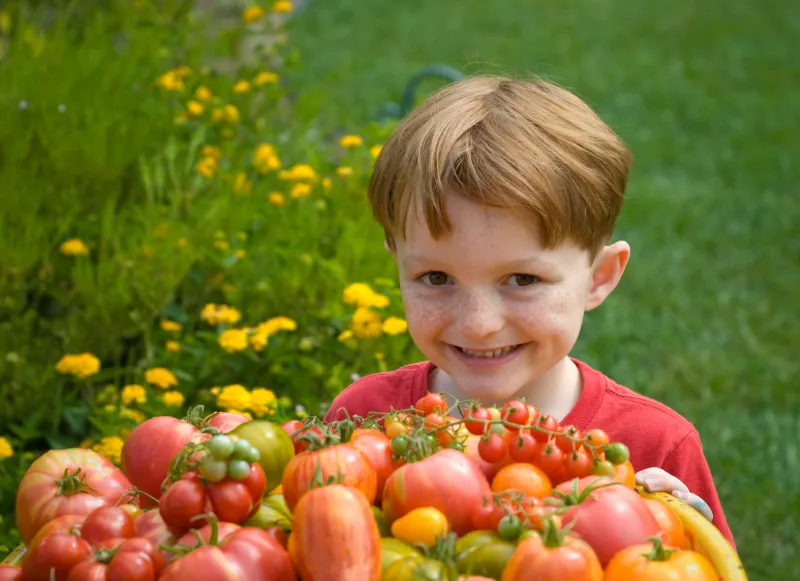 sind gruene tomaten essbar und giftig fuer kinder