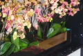 Mit diesem Trick können Sie Ihre Orchideen zum Blühen bringen! Auf diese Weise blühen Ihre Orchideen im Nu: