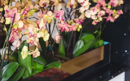 so gelingt es garantuert orchideen zum bluehen bringen