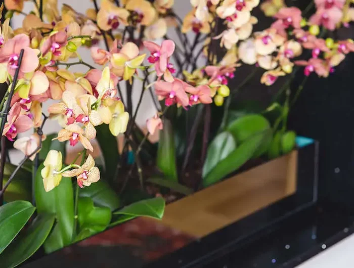so gelingt es garantuert orchideen zum bluehen bringen