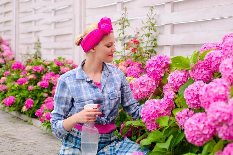 so lassen hortensien in der vase nicht den kopf haengen