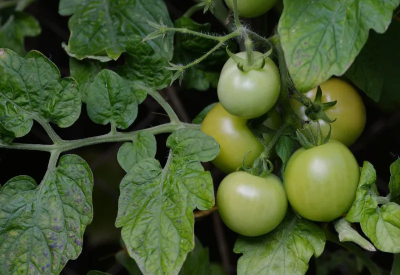 solanin gruene tomaten sind sie toxisch und gefaehrlich