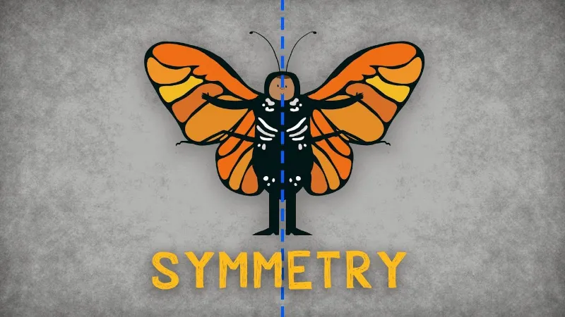 symmetrische tiere und wie sie aussehen