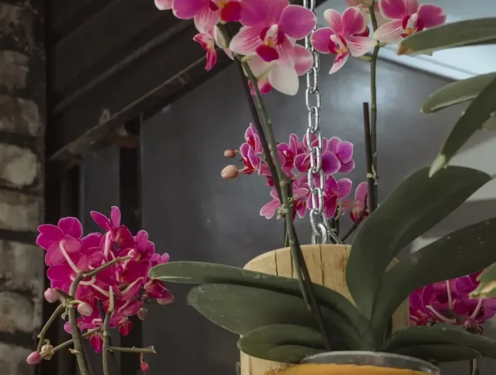 tipps wie sie ihre orchideen wieder zum bluehen bringen koennen
