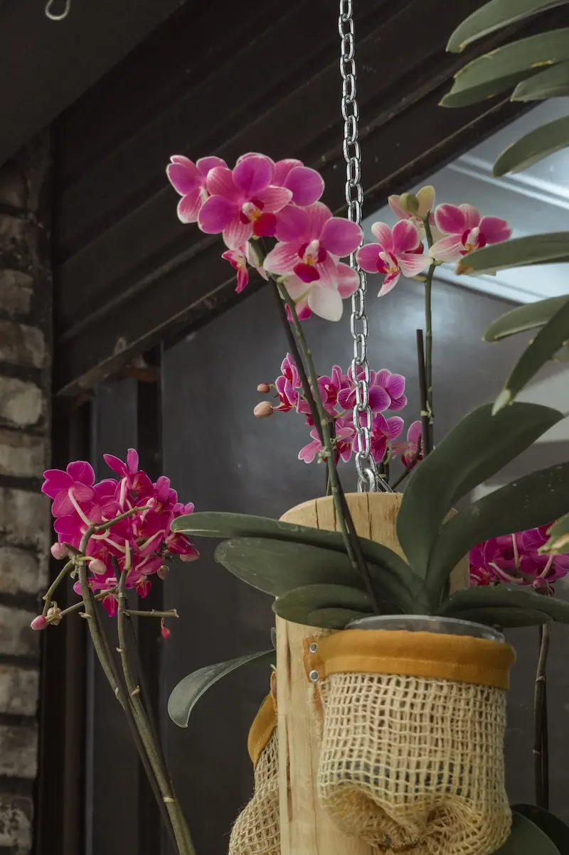 tipps wie sie ihre orchideen wieder zum bluehen bringen koennen