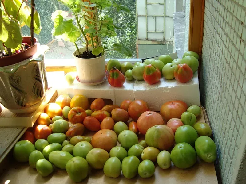 tomaten auf fensterbank nachreifen lassen
