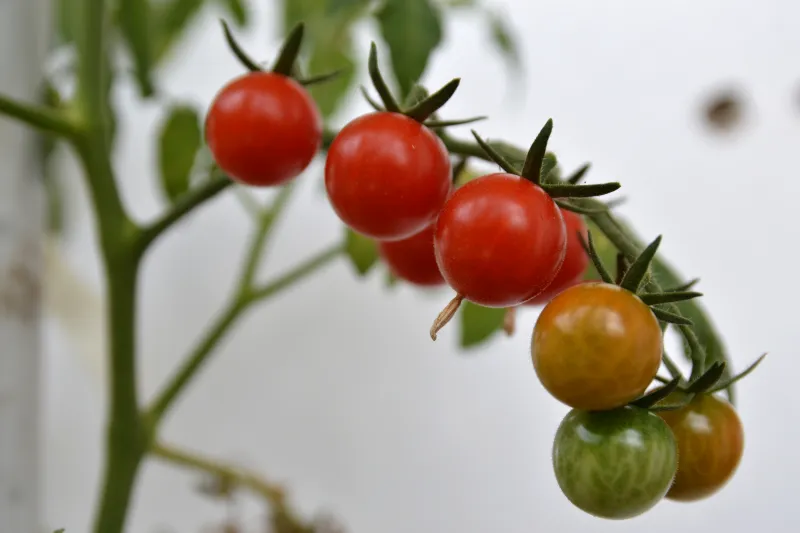 tomaten im herbst noch grün tomatenripse mit organgen gruenen unreifen tomaten