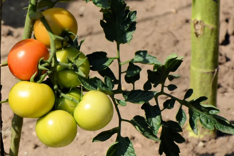 tomaten reifen nicht im garten bild von unreifen tomaten