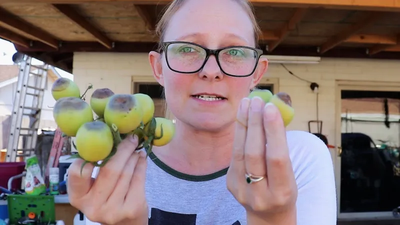 tomaten retten bluetenendfaeule bekaempfen