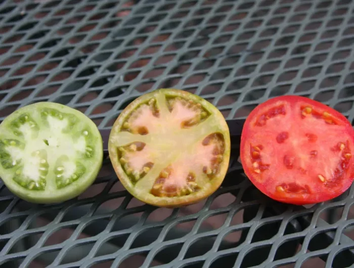 tomaten schneller reifen lassen rote gruene und gelbe tomate