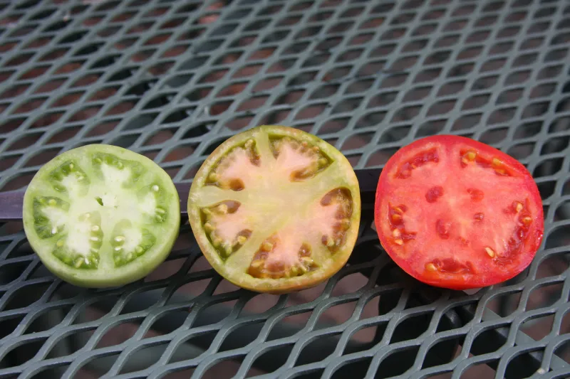 tomaten schneller reifen lassen rote gruene und gelbe tomate