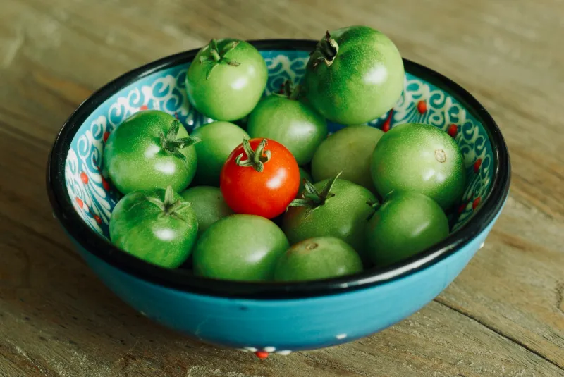 tomaten zum rotwerden geerntete gruene tomaten in schuessel