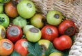 Blütenendfäule bei Tomaten bekämpfen: Woran liegt die Krankheit und was hilft dagegen?