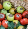 tomatenernte unter risiko bluetenendfaeule erkennen und bekaempfen