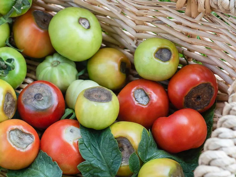 tomatenernte unter risiko bluetenendfaeule erkennen und bekaempfen