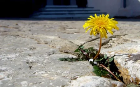 unkrautfreie fugen pflasterweh gartenweg