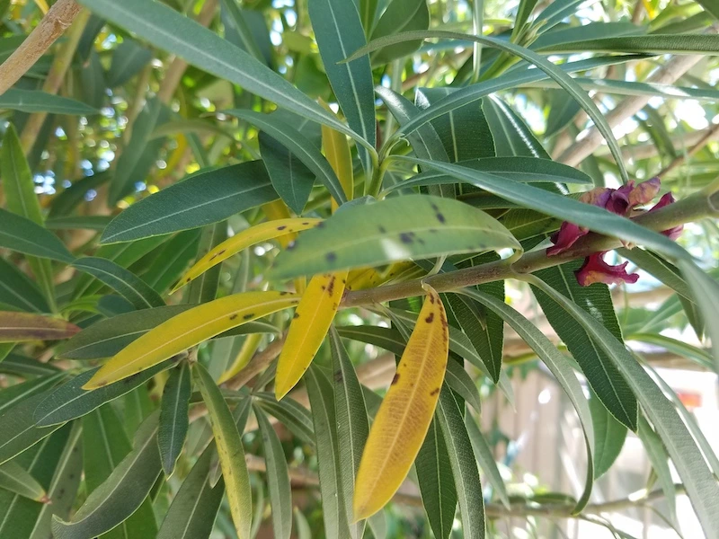 ursachen und gegenmittel warum oleander bekommt gelbe blaetter
