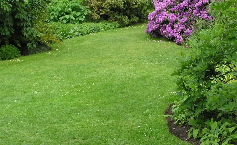 verbrannter rasen retten boden wie sieht ein ueberduengter rasen aus garten mit ueppigem gras