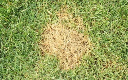 verbrannter rasen retten im garten rasen mit flecke abgetrocknetes gras