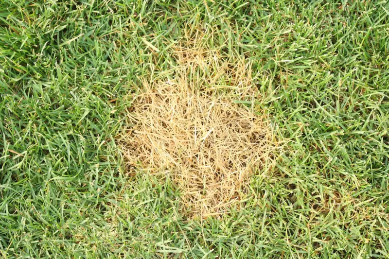 verbrannter rasen retten im garten rasen mit flecke abgetrocknetes gras