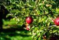 Apfelbaum im Sommer schneiden: Die wichtigsten Punkte zusammengefasst