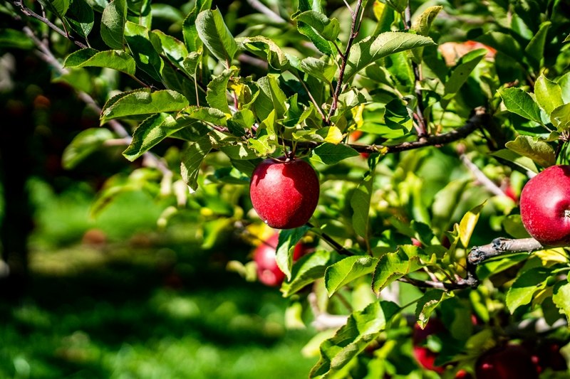 wann obstbaeume schneiden rote aepfel am baum gartenpflege im sommer