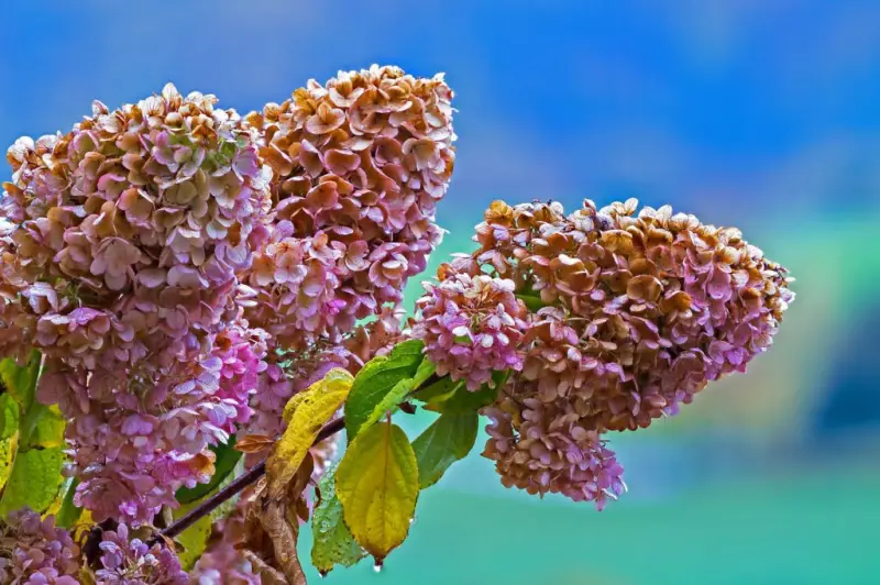 wann schneidet man stauden im herbst stauden im september schneiden hortensien verbluetete rosa hortensie staude