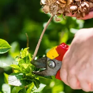 wann staudenrueckschnitt kann man hortensien auch im herbst schneiden abgetrocknete hortensien zurueckschneiden