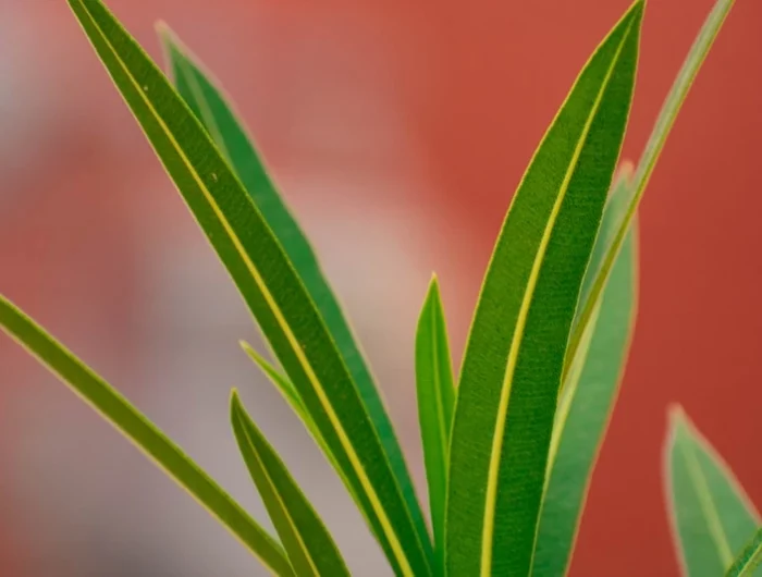 warum bekommt ihr oleander lauter gelbe blaetter