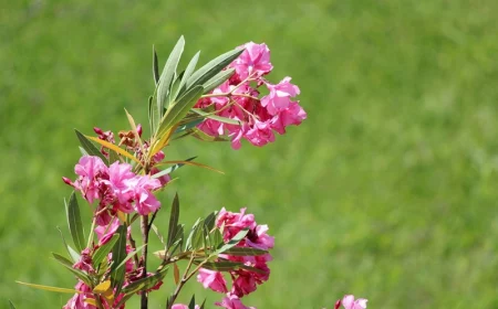 warum blüht mein oleander nicht pflegeleichte gartenpflanzen