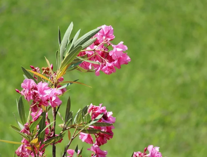 warum blüht mein oleander nicht pflegeleichte gartenpflanzen