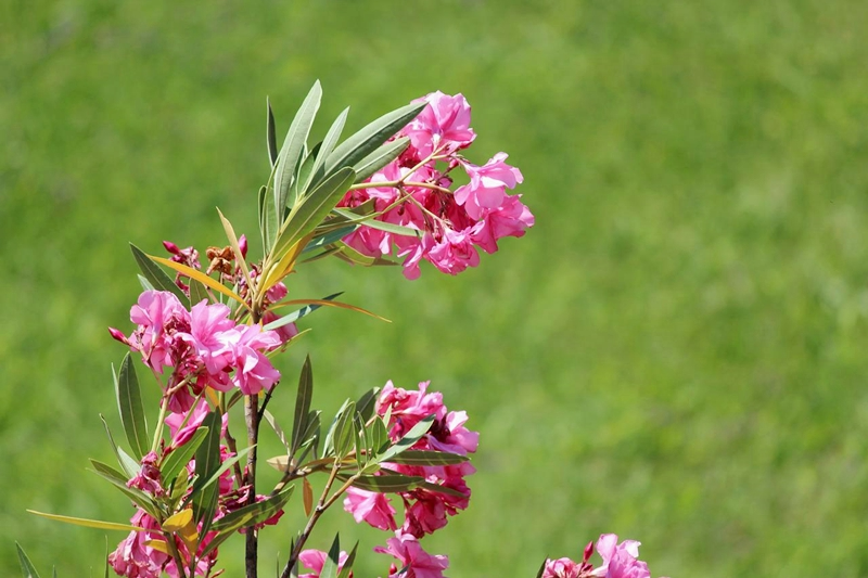 warum blüht mein oleander nicht pflegeleichte gartenpflanzen