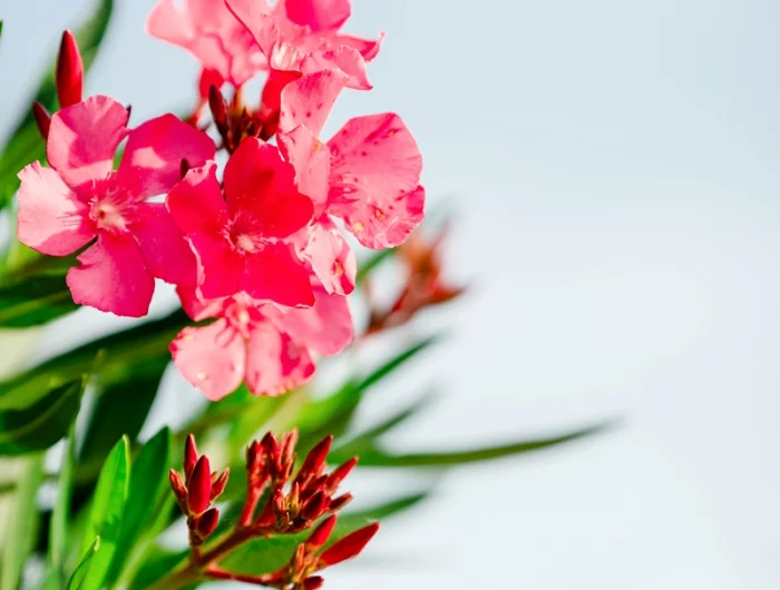 warum blüht mein oleander nicht strauch mit rosa bluehten