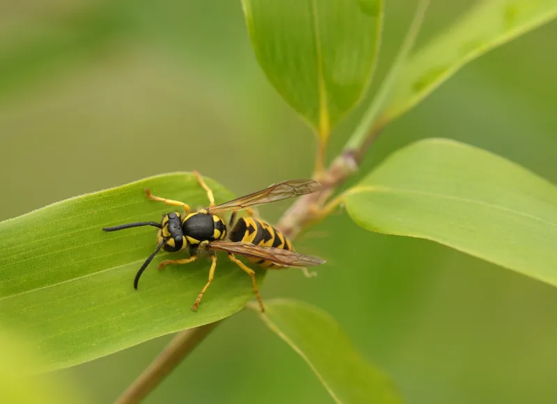 was hassen wespen tipps gartengestaltung balkon ideen