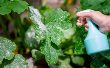 was hilft gegen mehltau bei tomaten mehltau bei tomaten bekaempfen echter mehltau auf blaetter bespruehen