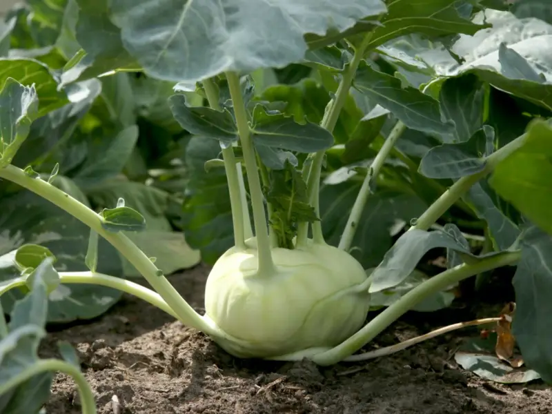 was im august einpflanzen garetn kohlrabi im garten einpflanzen