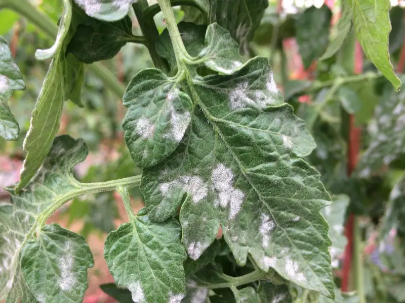 was mache ich gegen mehltau an tomaten mehltau erkennen tomatenpflanze blaetter mit weissen flecken