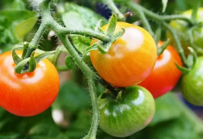 was mache ich gegen mehltau bei tomaten mittel gegen mehltau bei tomaten reife tomaten rot