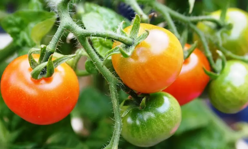 was mache ich gegen mehltau bei tomaten mittel gegen mehltau bei tomaten reife tomaten rot