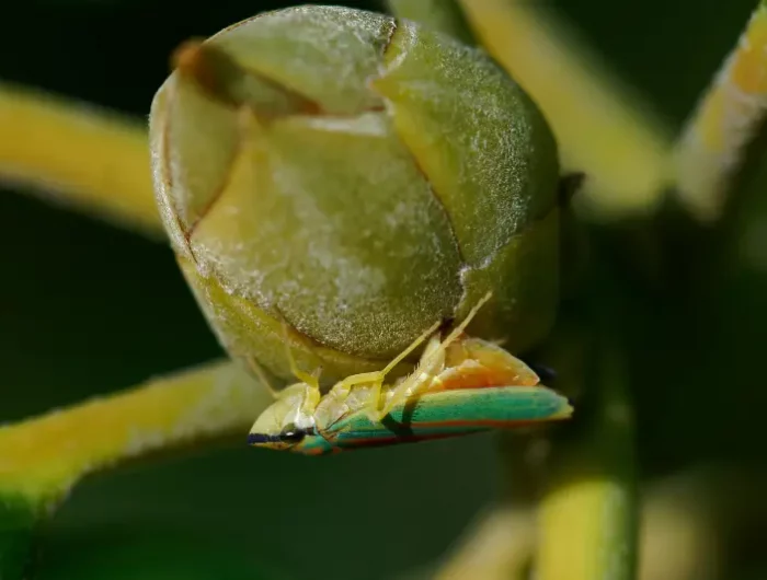 was spritzen gegen zikaden zikaden in rhododendron bekaempfen rhododendronzikade auf bluetenknospe
