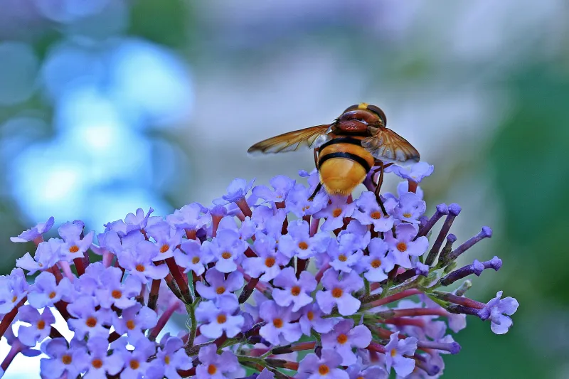 was tun keine wespen lila blume blüten